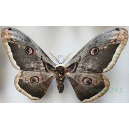 Saturnia pyri (Denis & Schiffermüller, 1775) male Pawica gruszówka ex. ovo Czech 113mm10